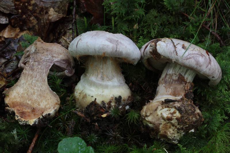 Cortinarius scaurotraganoides-redim800.JPG