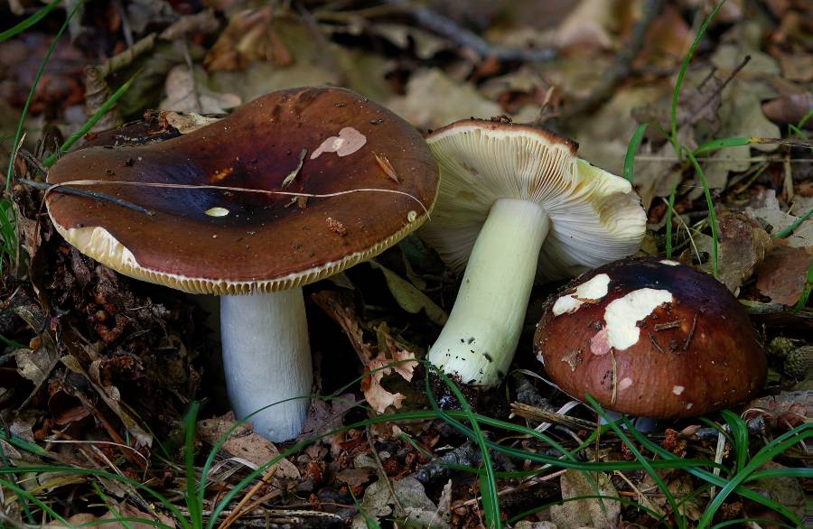 Russula integra 2014 07 30 Lozère (Barre-des-Cévennes).jpg