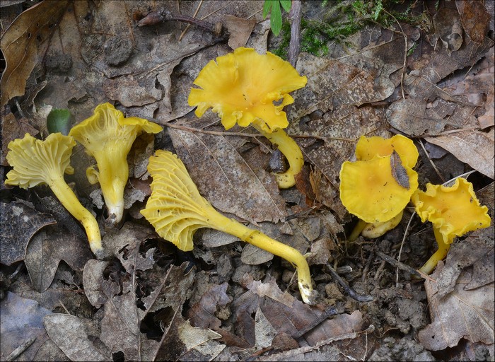 Cantharellus romagnesianus 2 (07-08-14).jpg