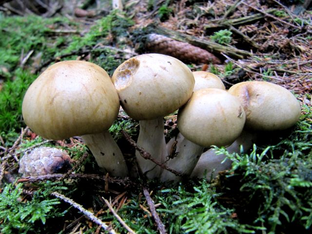 Cortinarius alboviolaceus Yvoir 16-08-14 C.jpg