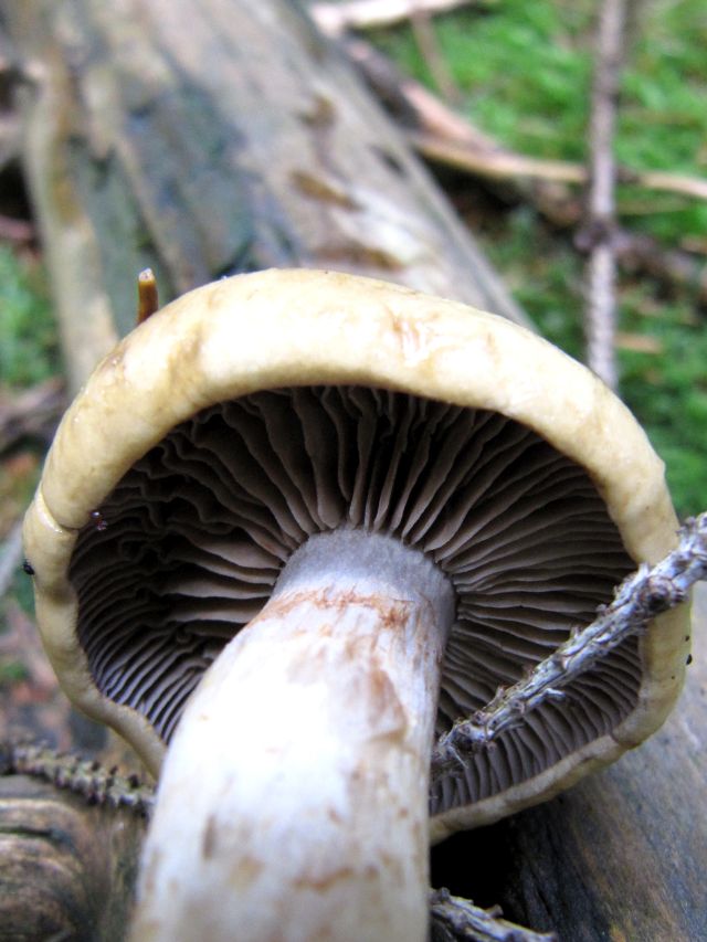 Cortinarius alboviolaceus Yvoir 16-08-14 B.jpg