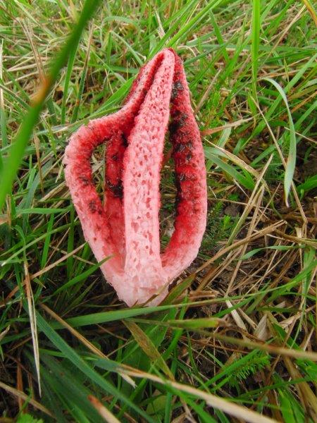 Clathrus archeri 2014-08-26 027.jpg