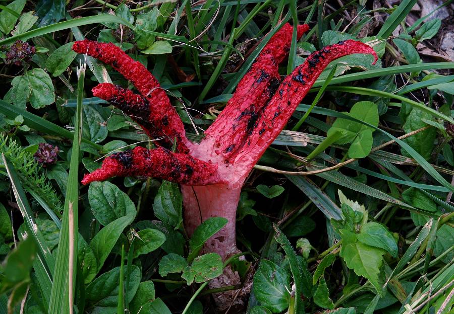 Clathrus archeri 2014 08 04 Lozère (Cévennes - jardin).jpg