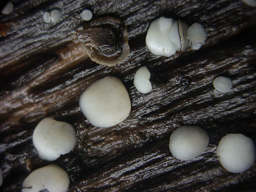 Mollisia-pulviniformis.jpg