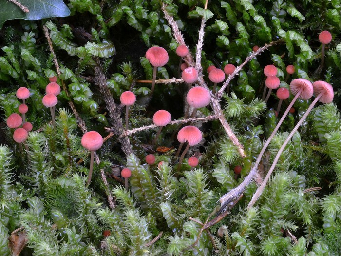 Mycena rosella 1 (03-09-14).jpg