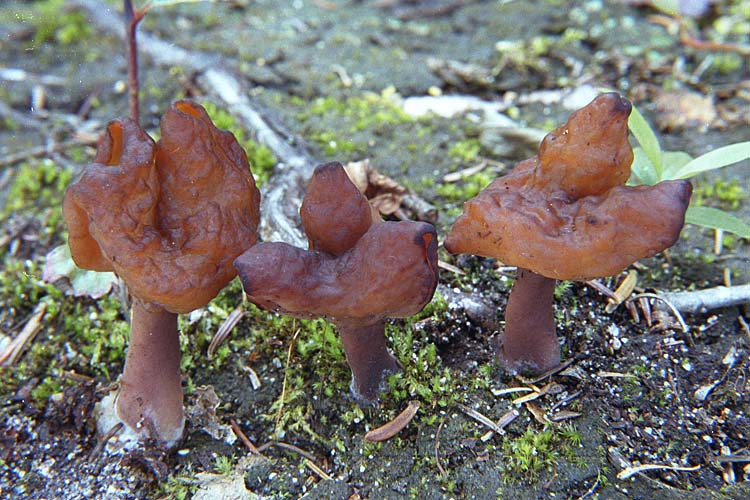 Gyromitra_ambigua.jpg