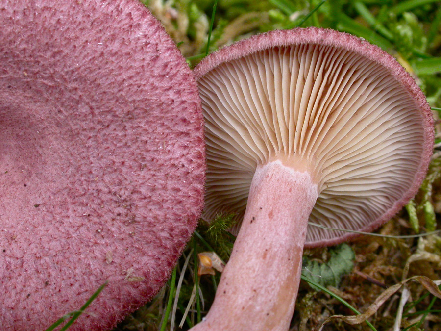 Lactarius-spinosulus-.jpg