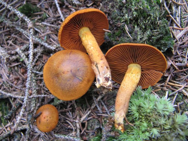 Cortinarius spec. Yvoir 6-09-14.jpg