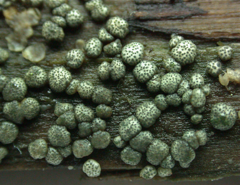 Creopus-gelatinosus-.jpg