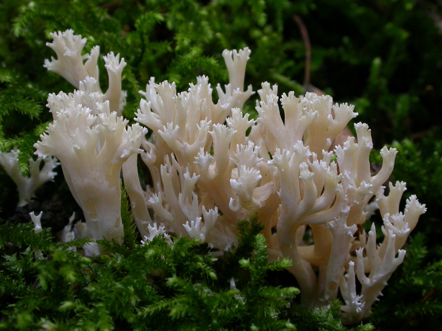 Ramaria-gracilis.jpg