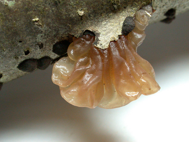 Tremella-foliacea.jpg