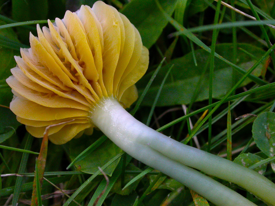 Hygrocybe-psittacina.jpg