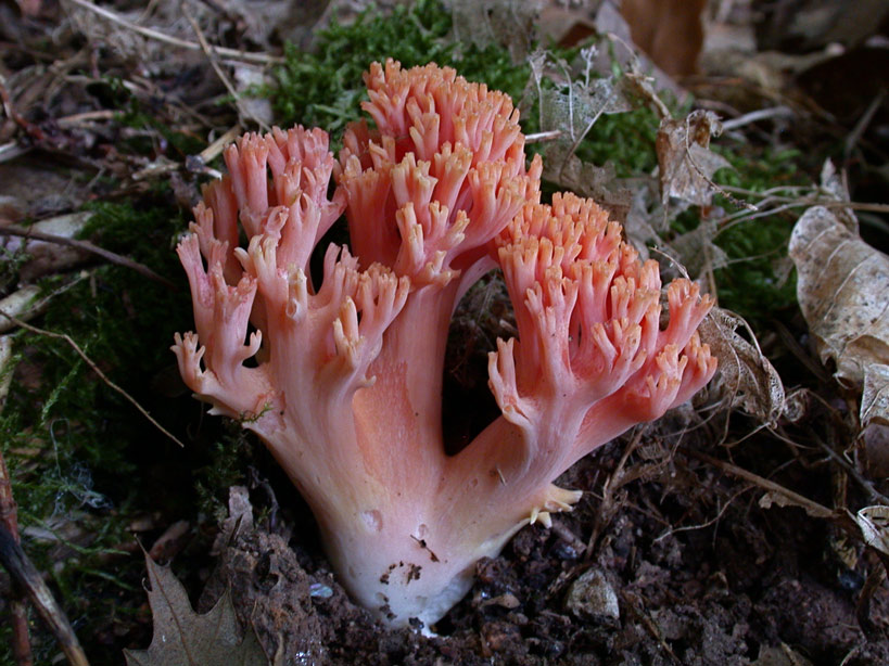 Ramaria-formosa-.jpg