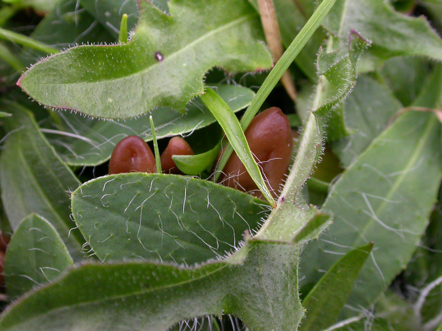 Microglossum-olivaceum.jpg