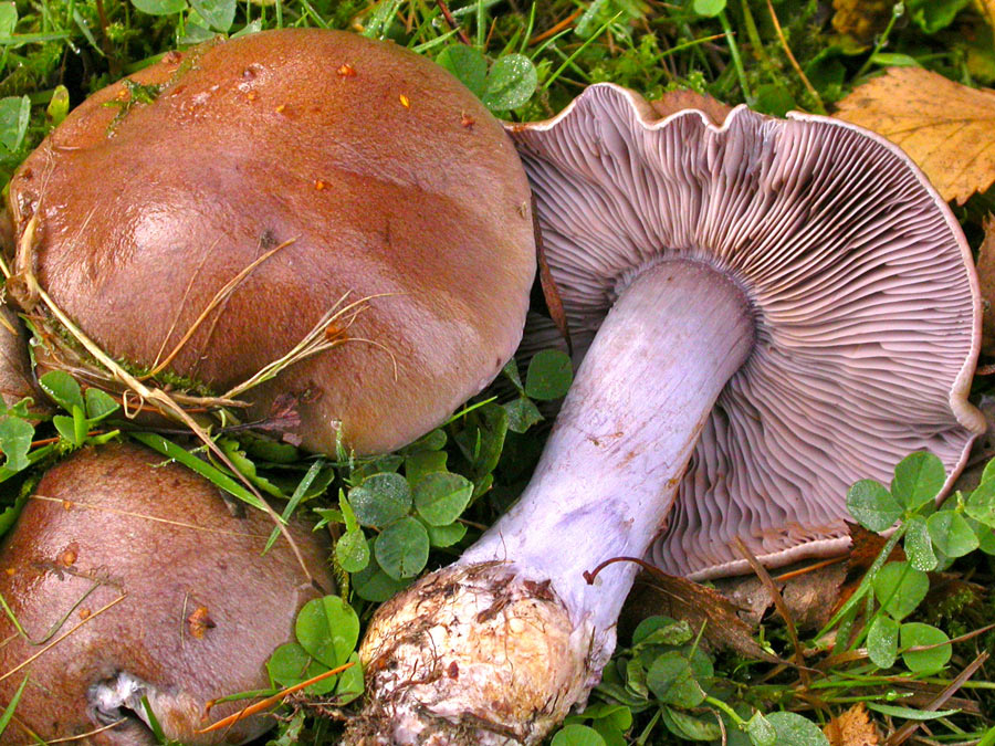 Cortinarius-purpurascens.jpg