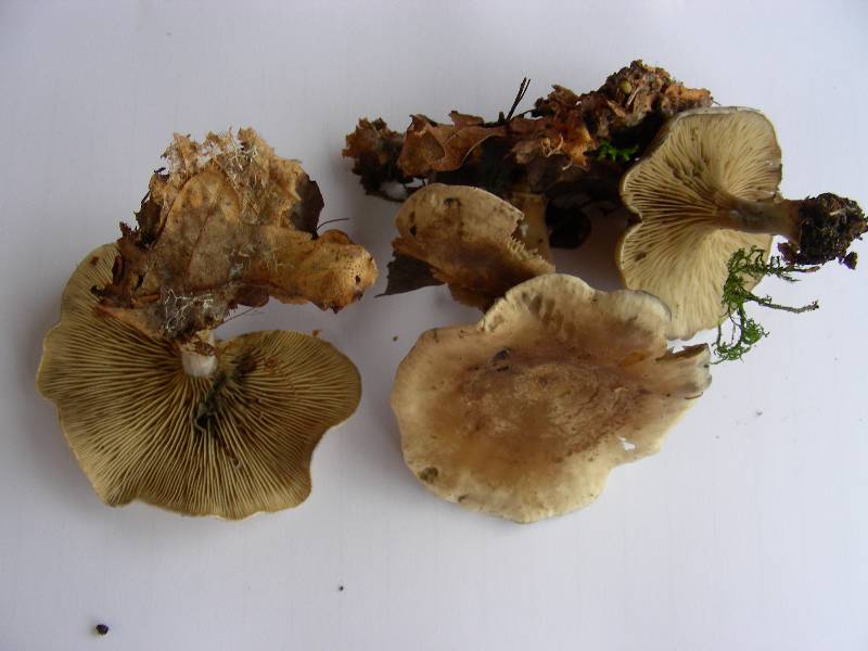 Clitocybe sp.-redim800.JPG