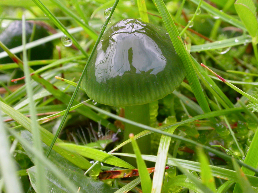 Hygrocybe-psittacina.jpg