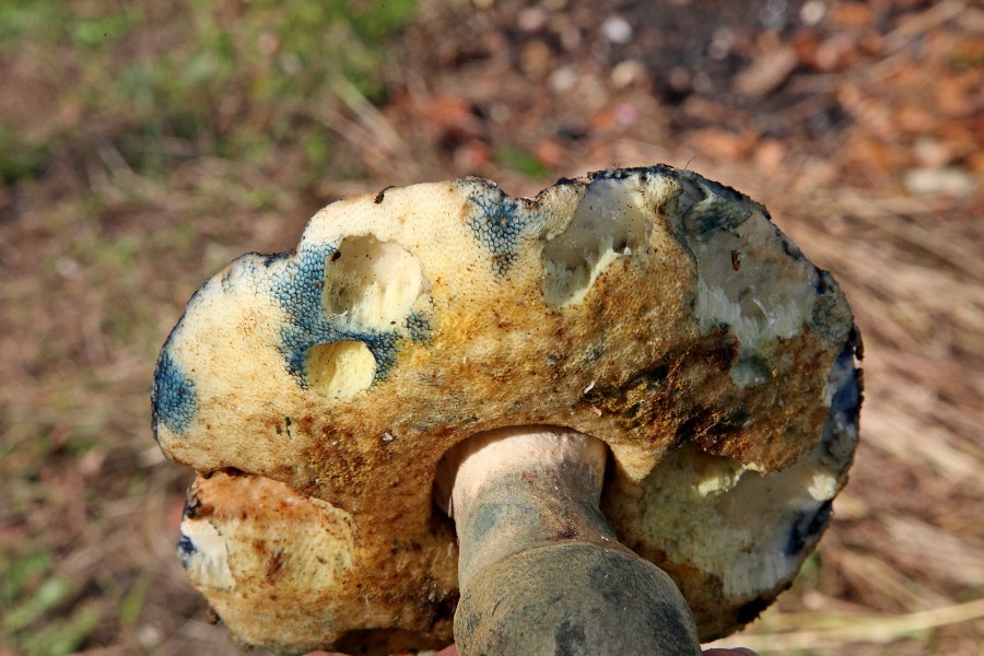 Boletus-3.jpg