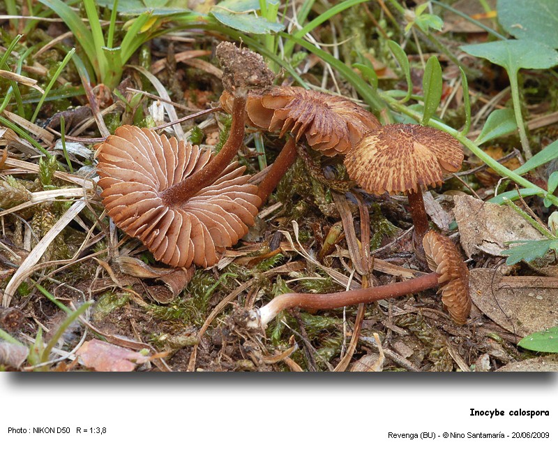 Inocybe_calospora_090620.jpg