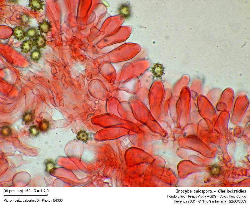 Inocybe_calospora-_Cheilocistidios_090620.jpg