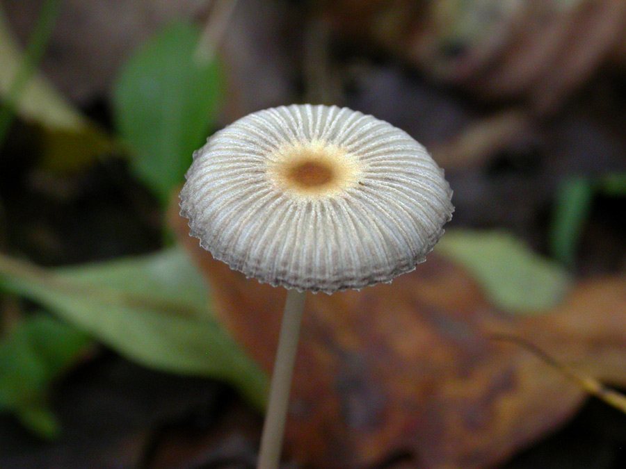 Coprinus-plicatilis.jpg