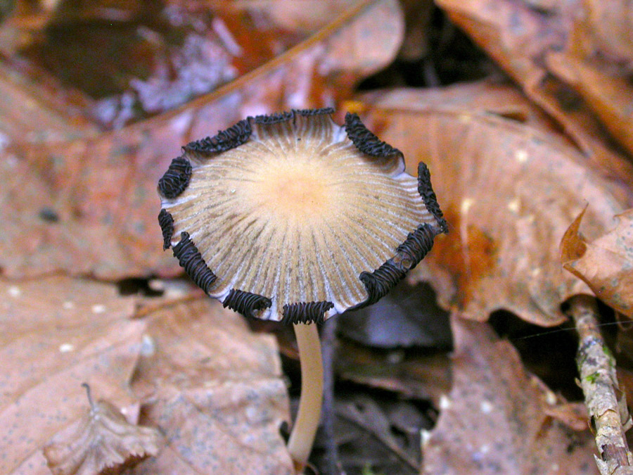 Coprinus-micaceus.jpg