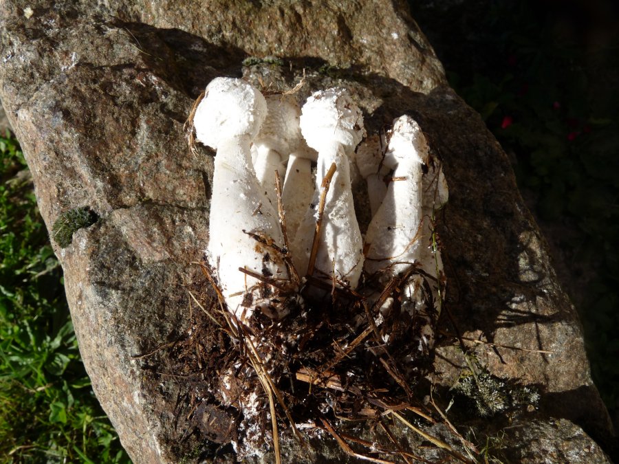 leucoagaricus (2).JPG