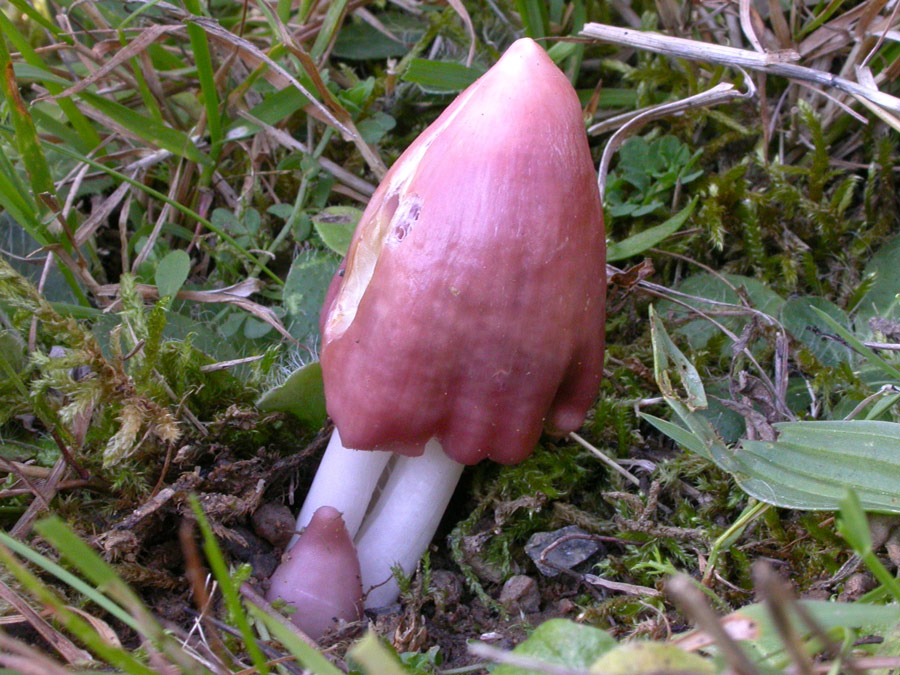 Hygrocybe-calyptriformis.jpg