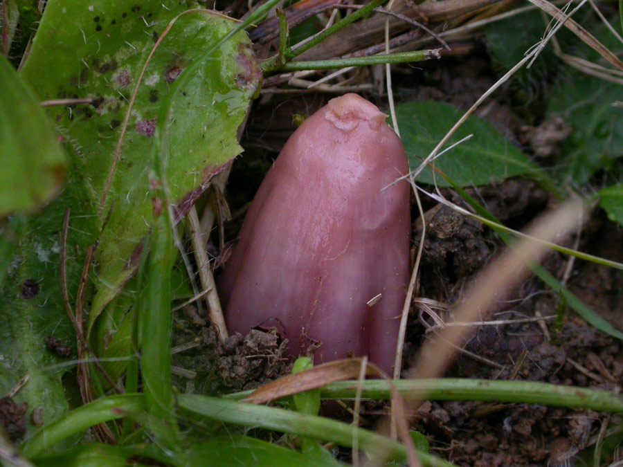 H-calyptriformis.jpg