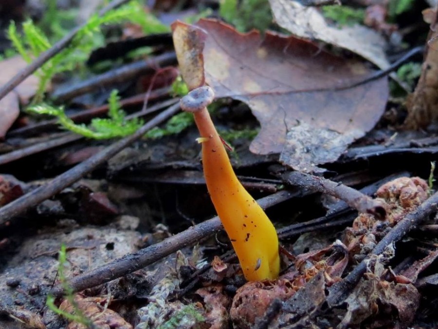 Cantharellus lsp. 2.jpg