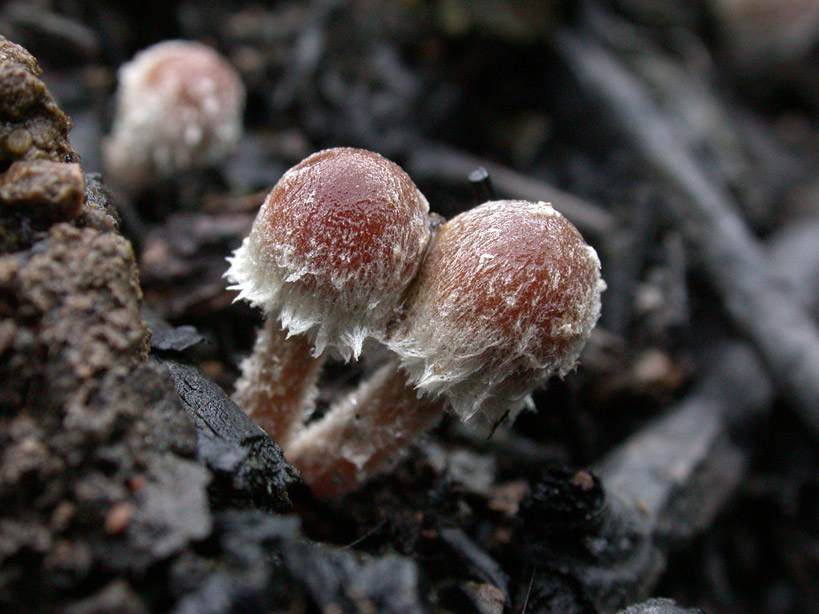 Psathyrella-pennata.jpg