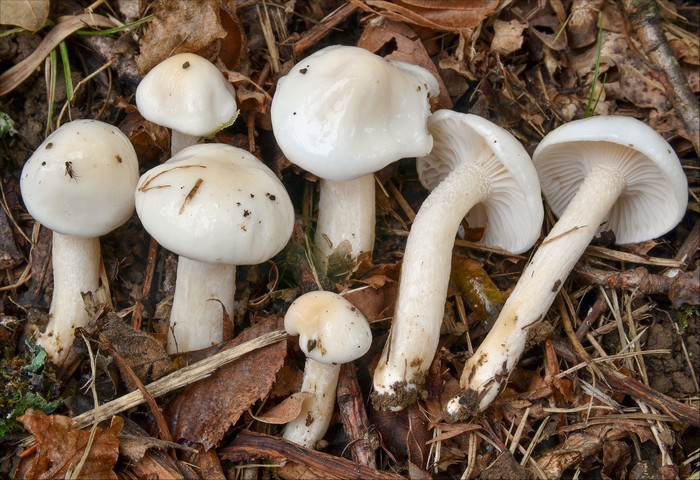 Hygrophoruscossus_1.jpg