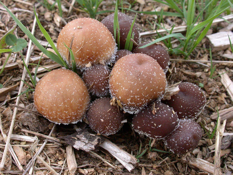 Psathyrella hirta1.jpg