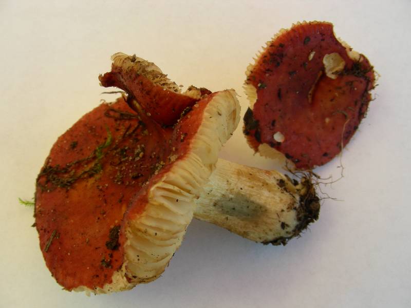 Russula viridantine 2 09 11 2014-redim800.JPG