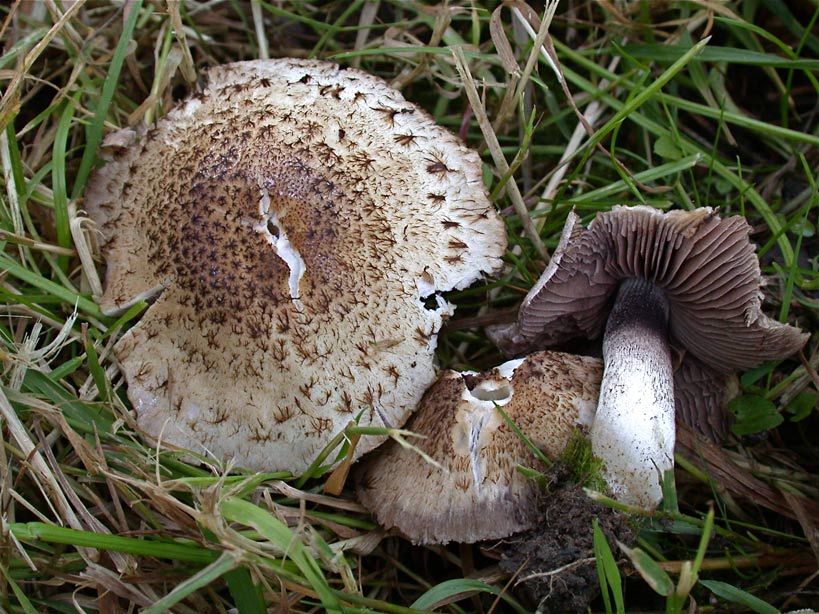 Psathyrella-populina.jpg