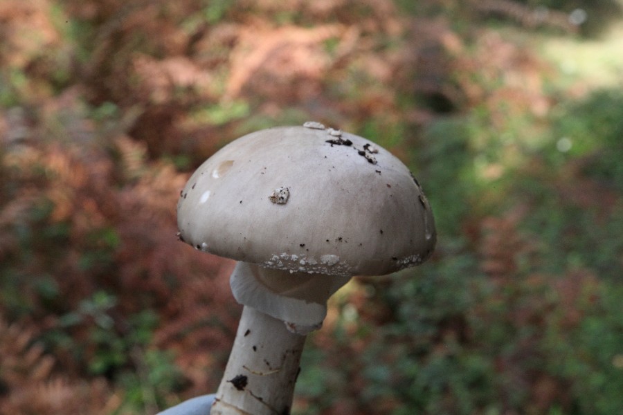 Amanita - b.jpg