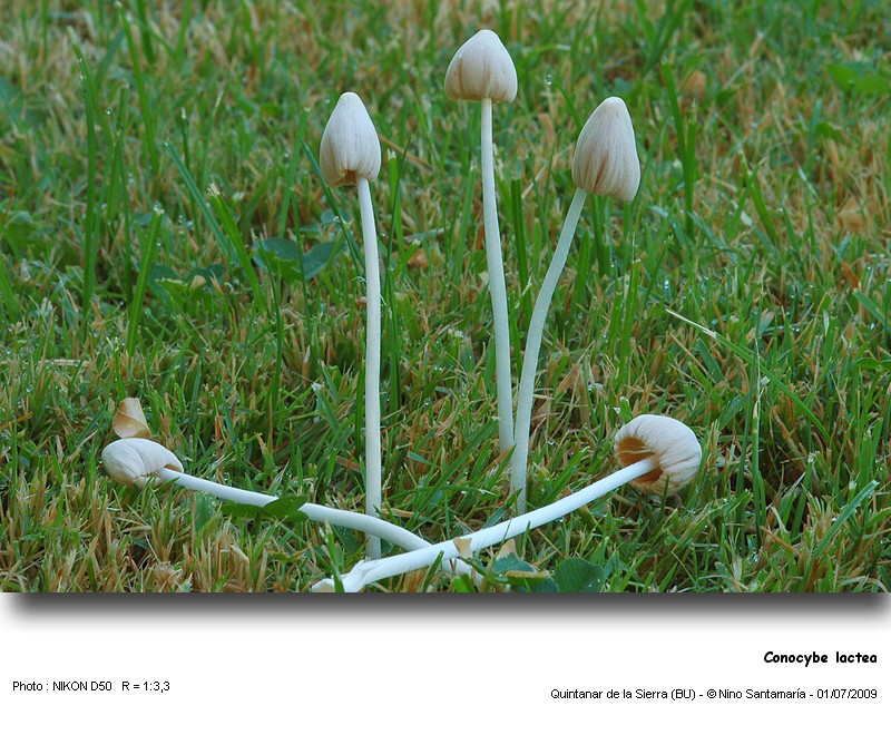 Conocybe_lactea_090701.jpg