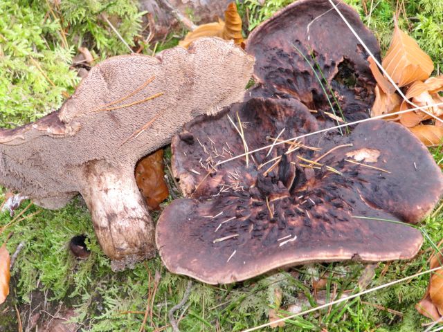 Sarcodon Massif des Voges (Rés. nat. de Tanet -Gazon du Faing) 27 10 2013 A.jpg