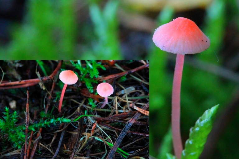 Mycena adonis var coccinea.JPG