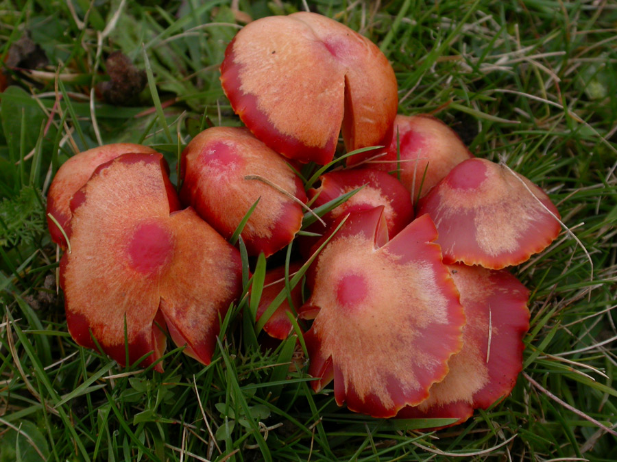 Hygrocybe-coccinea-.jpg