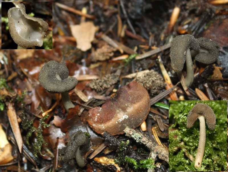 Helvella ephippium1-redim800.jpg