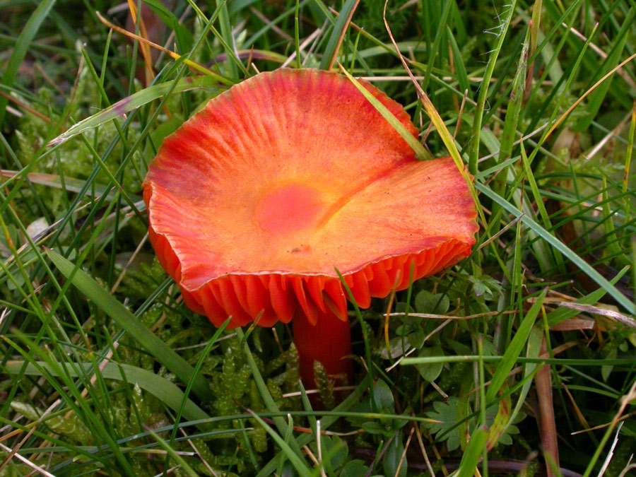 Hygrocybe2-.jpg