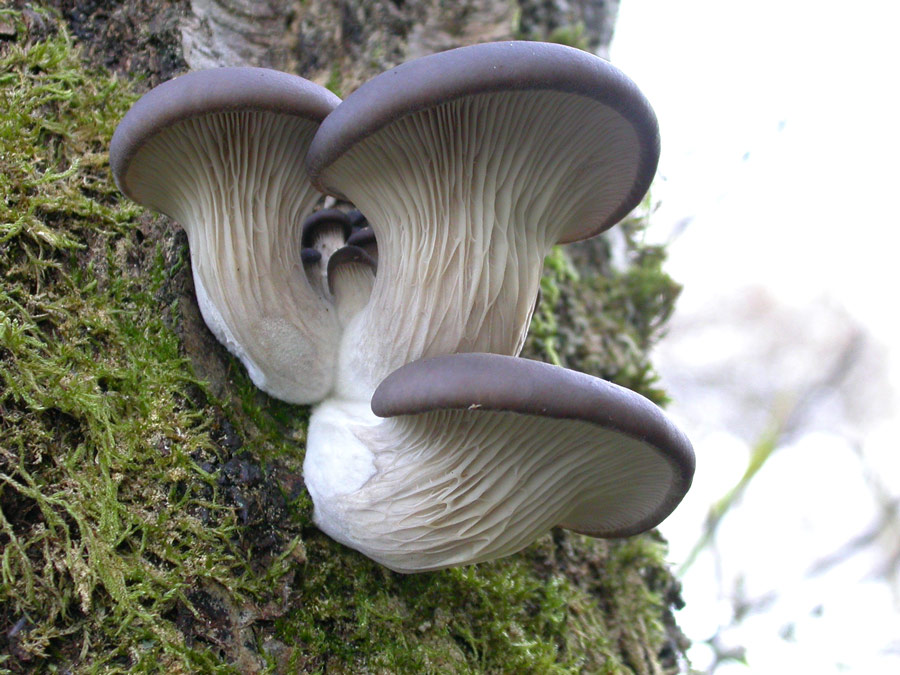 Pleurotus-ostreatus.jpg