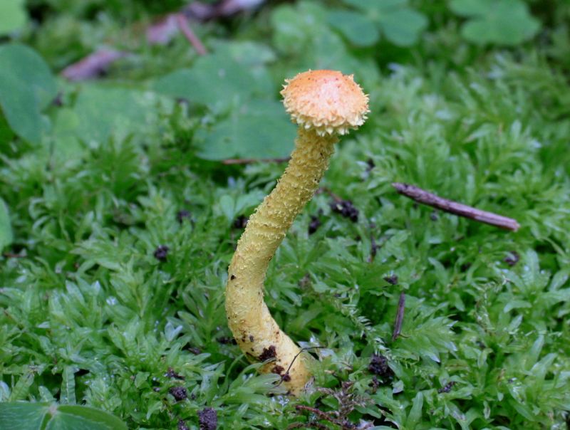 Pholiota flammans-redim800.jpg