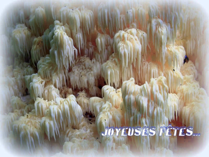 Hericium flagellum-022.JPG