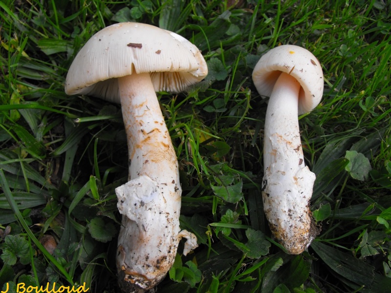 2012 oct Amanita lividopallescens.JPG