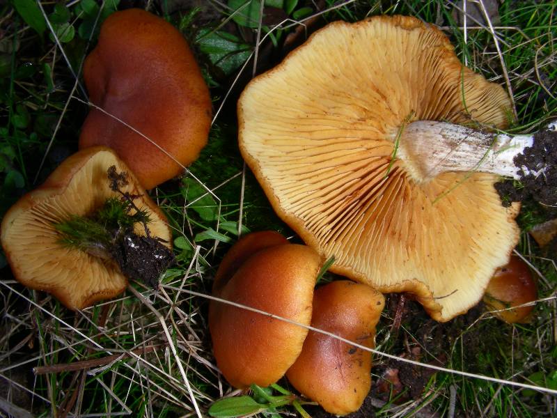 Gymnopilus 2 -redim800.JPG