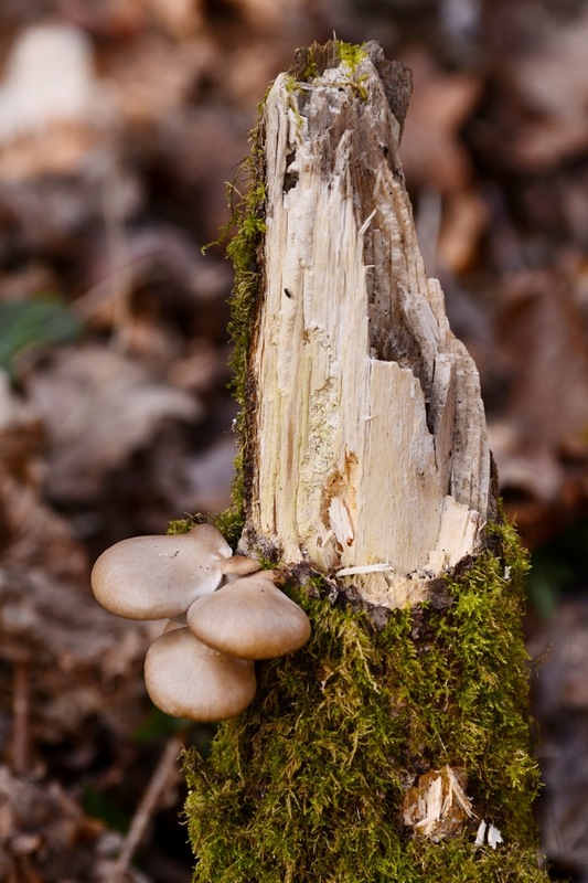 Pleurotus ostreatus.jpg