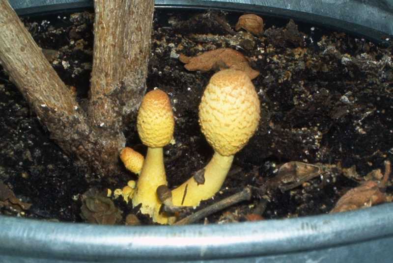 leucocoprinus flos-sulfuris 001-redim800.jpg