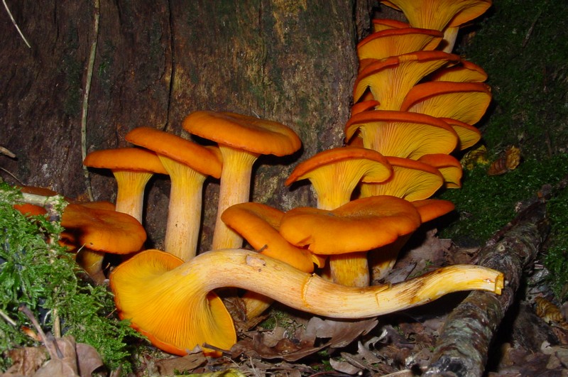 omphalotus olearius2.jpg